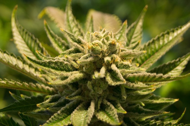 Guns or Weed? Feds Say It's One Or The Other 14 Guns or Weed? Feds Say It's One Or The Other 14