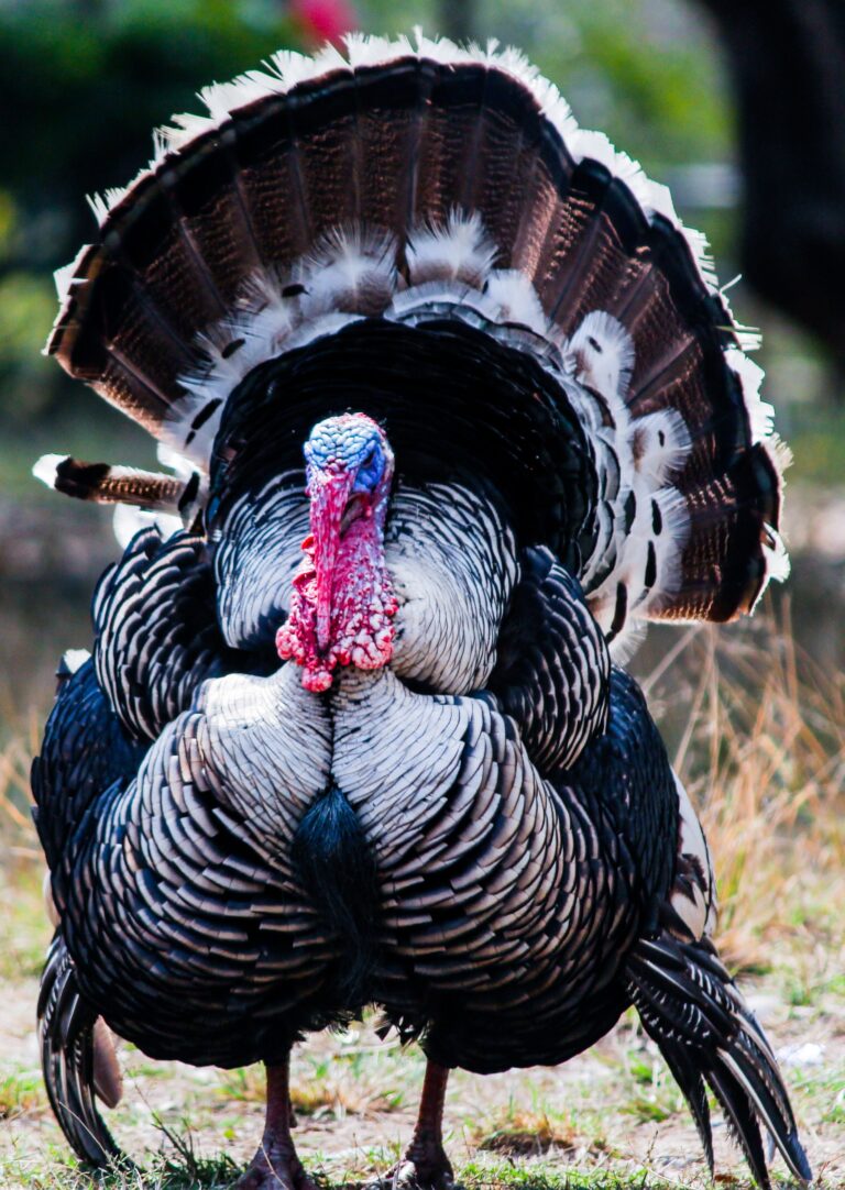 When is Turkey Hunting Season? 7 When is Turkey Hunting Season? 7