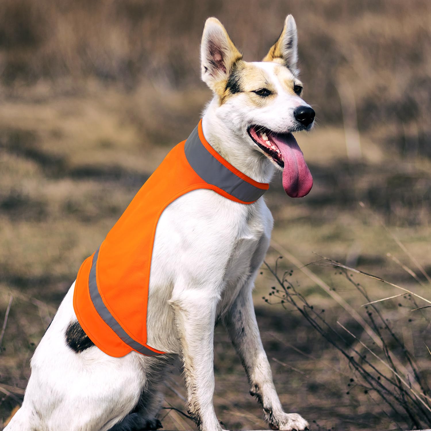 Black Labrador Retriever hunting dog in tall autumn grass carrying training bumper, blaze orange dog vest, golden hour