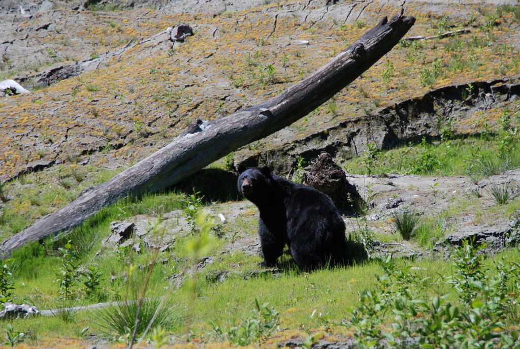 American black bear, far less aggressive than a grizzly but still dangerous