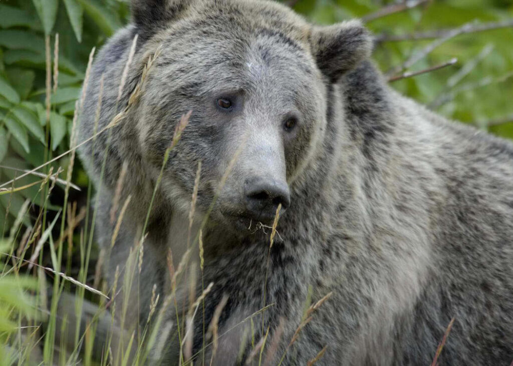 Grizzly bear in the wild, the most dangerous bear you can encounter in North America