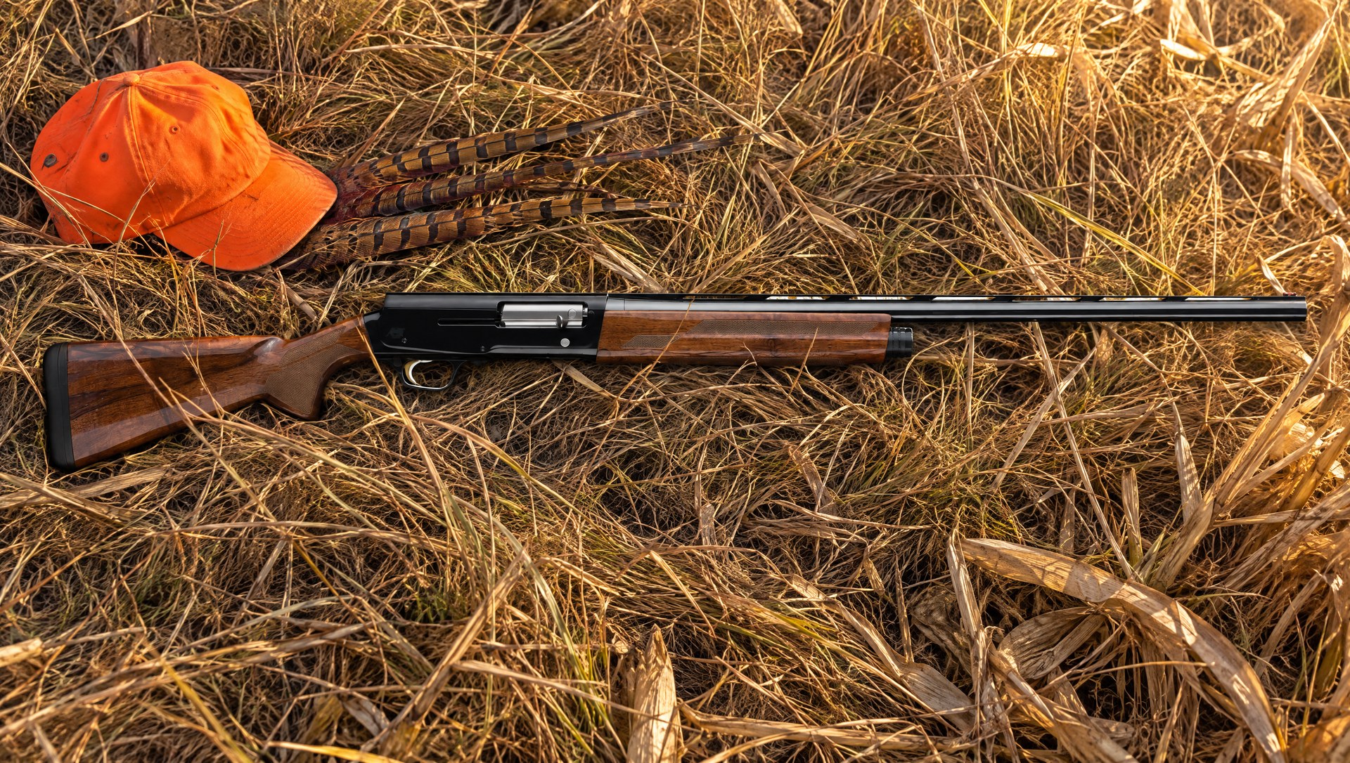 Browning A5 Hunter 12 gauge shotgun lying in golden prairie grass beside a blaze orange cap and pheasant tail feathers