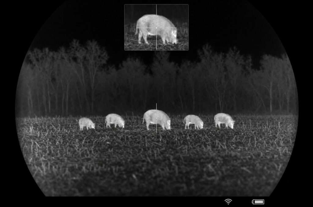 White hot thermal view of five feral hogs at the edge of a corn field at night with a crosshair and picture-in-picture window
