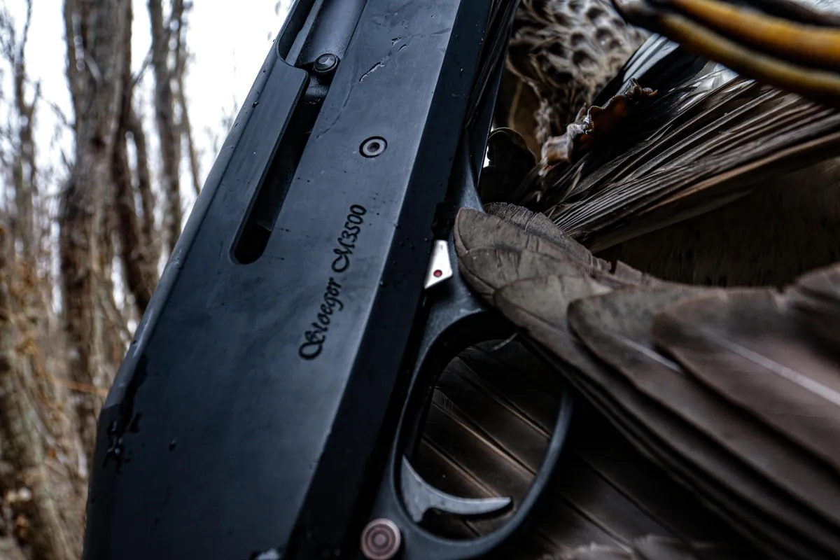 Close-up of the Stoeger M3500 receiver with its script marking and trigger guard beside a harvested duck in a blind, Stoeger photo