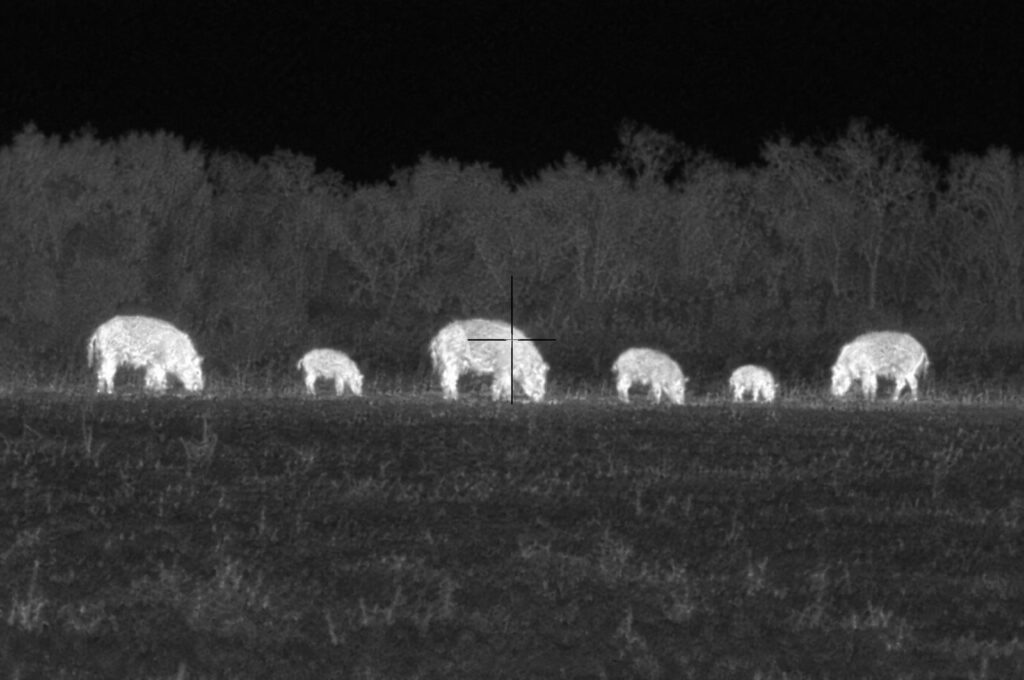 Illustration of a white hot thermal view of feral hogs feeding at the edge of a field